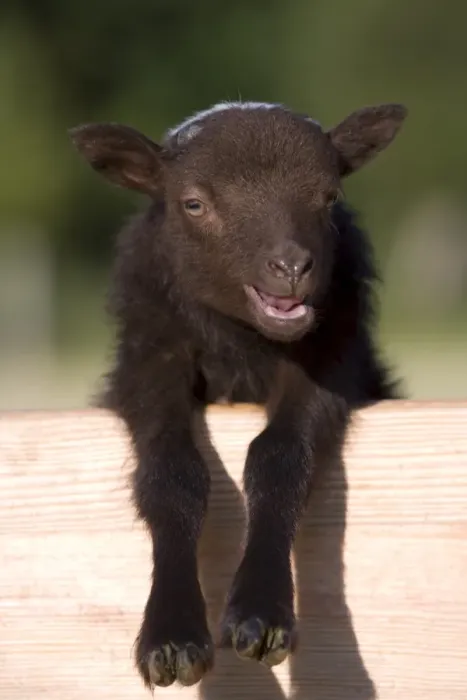 Framed Print : Lamb, Lage Framed Print : Lamb, Lage