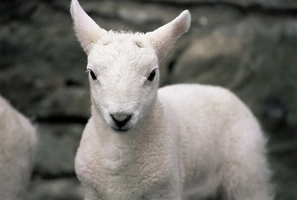 Lamb, near Broadford