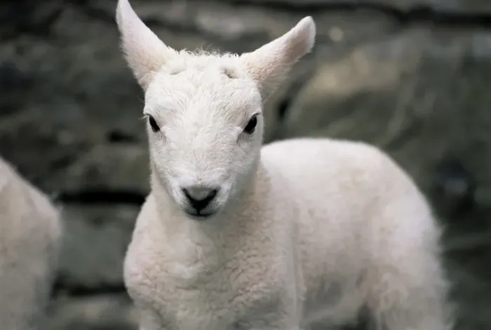 Framed Print : Lamb, near Broadford Framed Print : Lamb, near Broadford