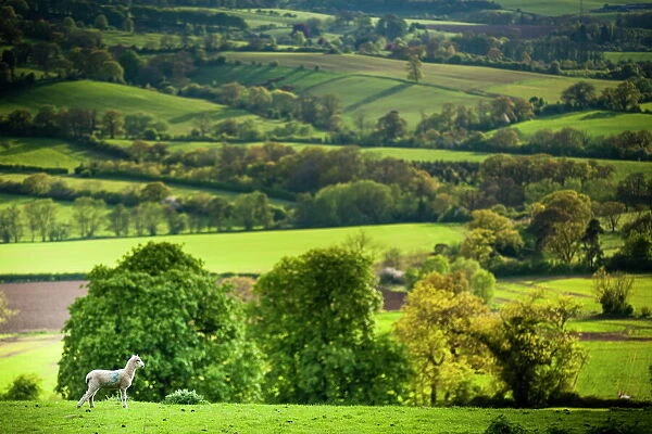 Lamb in spring, Winchcombe, The Cotswolds, Gloucestershire, England, United Kingdom, Europe