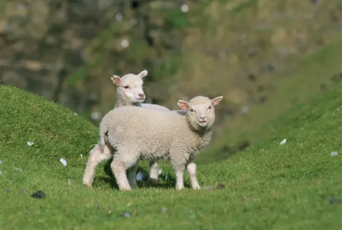 Framed Print : Two lambs in June Framed Print : Two lambs in June