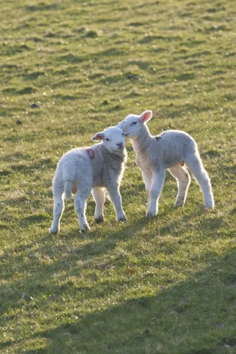 Framed Print : Lambs play in a field, Powys, Wales, United Kingdom, Europe Framed Print : Lambs play in a field, Powys, Wales, United Kingdom, Europe