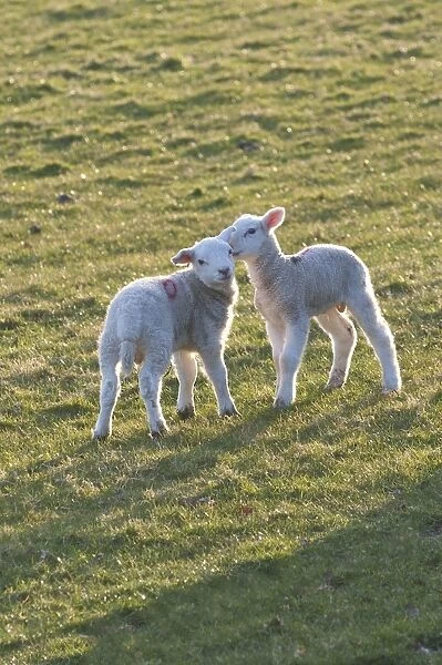 Lambs play in a field, Powys, Wales, United Kingdom, Europe