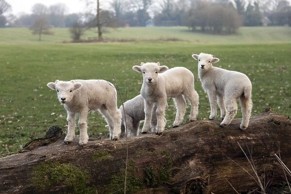 Lambs playing on a log in Stourhead parkland, South Somerset, Somerset