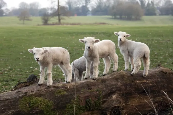 Framed Print : Lambs playing on a log in Stourhead parkland, South Somerset, Somerset Framed Print : Lambs playing on a log in Stourhead parkland, South Somerset, Somerset