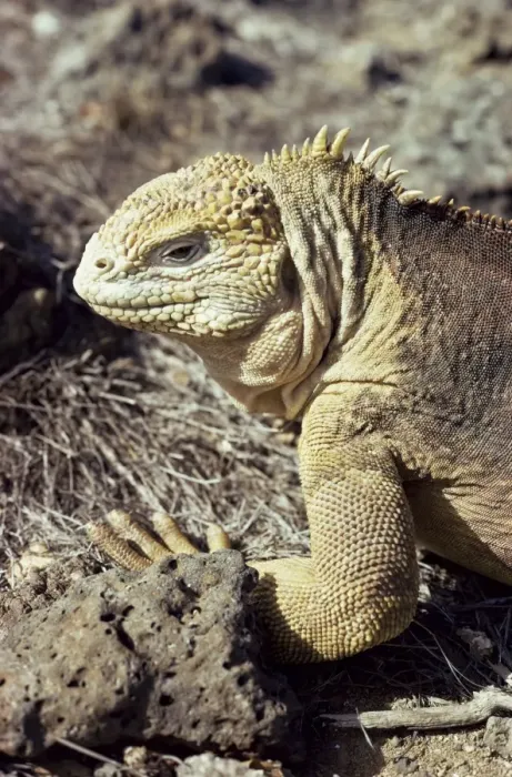 Framed Print : Land iguana Framed Print : Land iguana