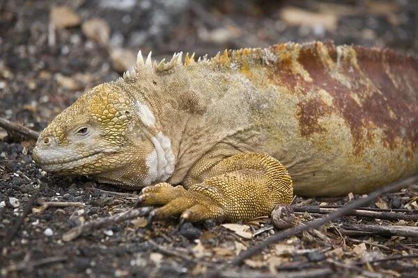 Land iguana, Isabela Island, Galapagos, Ecuador, South America