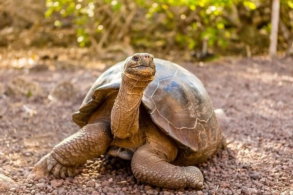 Land Tortoise on Epanola Island, Galapagos Islands, Ecuador, South America
