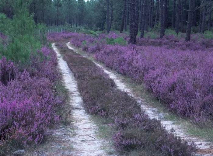 Framed Print : Landes forest, Aquitaine, France, Europe