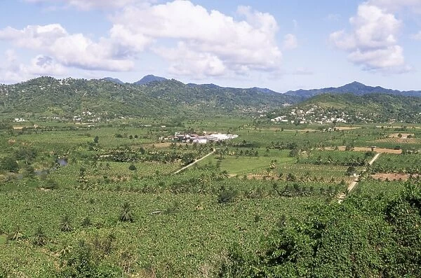 Landscape with banana plantations, St