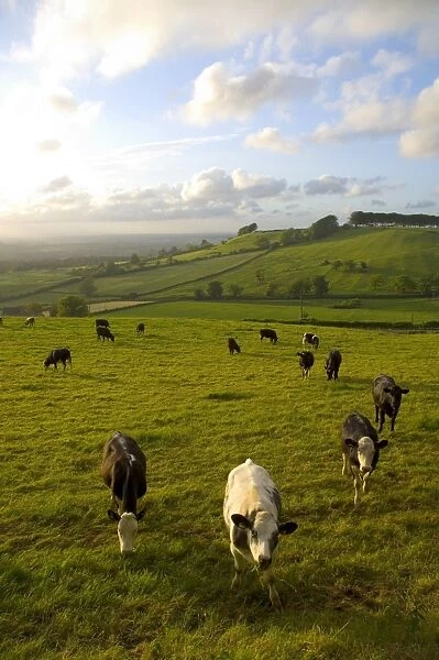 Landscape with cattle, Somerset, England, UK