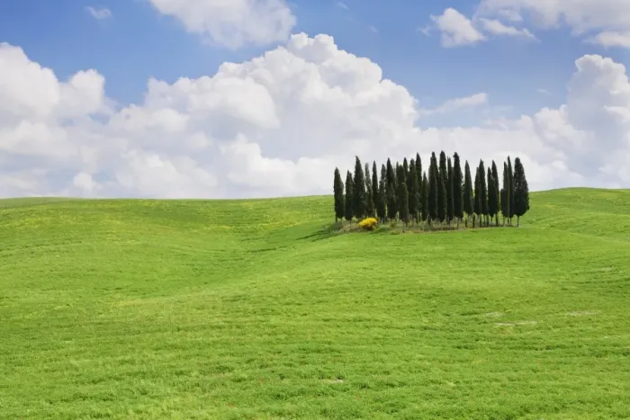 Framed Print : Landscape with cypress trees near San Quirico, Val d Orcia, UNESCO World Heritage Site, Tuscany, Italy, Europe Framed Print : Landscape with cypress trees near San Quirico, Val d Orcia, UNESCO World Heritage Site, Tuscany, Italy, Europe