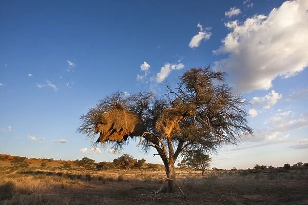 Landscape at dusk, with thorn tree, Kgalagadi Transfrontier Park, Northern Cape, South Africa, Africa