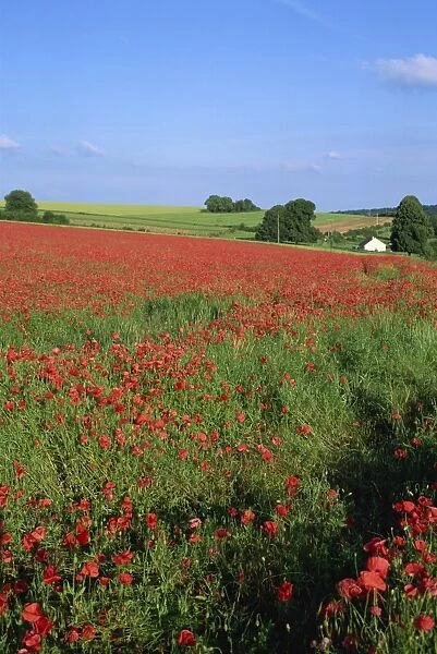 Landscape of a field of red poppies in flower in summer, near Beauvais