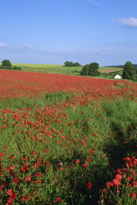 Framed Print : Landscape of a field of red poppies in flower in summer, near Beauvais Framed Print : Landscape of a field of red poppies in flower in summer, near Beauvais