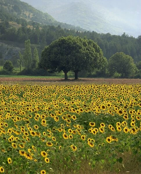 Landscape of field of sunflowers near Ferrassieres in the Drome, Rhone-Alpes