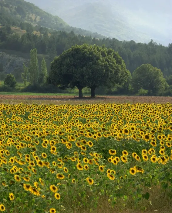 Framed Print : Landscape of field of sunflowers near Ferrassieres in the Drome, Rhone-Alpes Framed Print : Landscape of field of sunflowers near Ferrassieres in the Drome, Rhone-Alpes