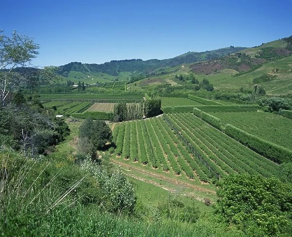 Landscape of fields and hills at Riwaka Township