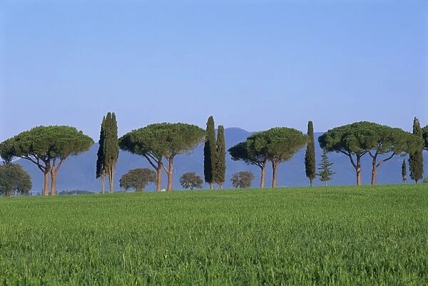 Landscape of green field