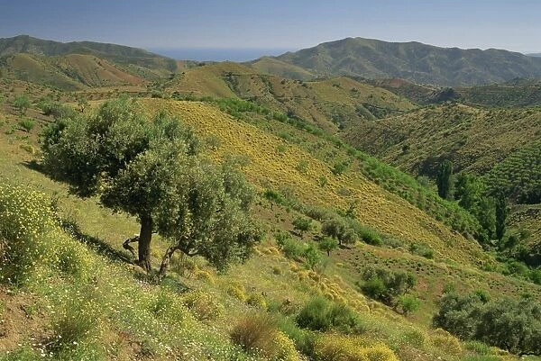 Landscape of hills near Competa in the Malaga region of Andalucia