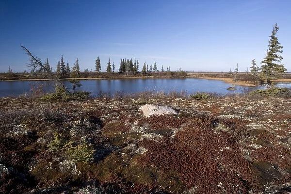 Landscape at Hudson Bay, Churchill, Manitoba, Canada, North America