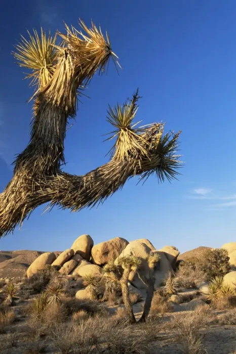 Framed Print : Landscape, Joshua Tree National Park Framed Print : Landscape, Joshua Tree National Park