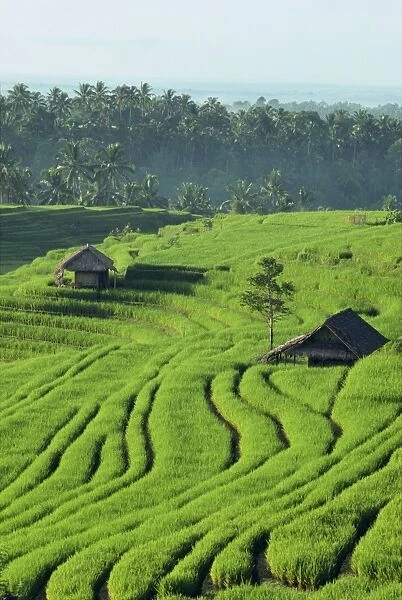 Landscape of lush green rice terraces on Bali
