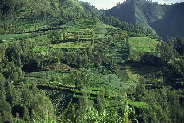 Landscape in Mount Bromo region, Java, Indonesia, Southeast Asia, Asia