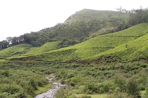 Landscape, Munnar, Kerala, India, Asia