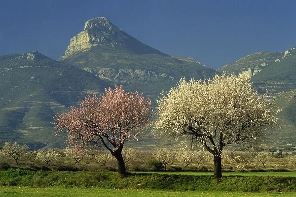 Landscape near Balaguer, Lerida, Catalonia, Spain, Europe