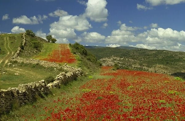 Landscape near Teruel, Maestrazgo, Aragon, Spain, Europe