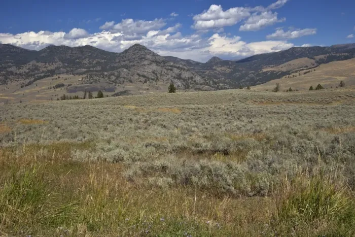 Framed Print : Landscape in Northern Yellowstone from Grand Loop Road, Yellowstone National Park, UNESCO World Heritage Site, Wyoming, United States of America, North America Framed Print : Landscape in Northern Yellowstone from Grand Loop Road, Yellowstone National Park, UNESCO World Heritage Site, Wyoming, United States of America, North America