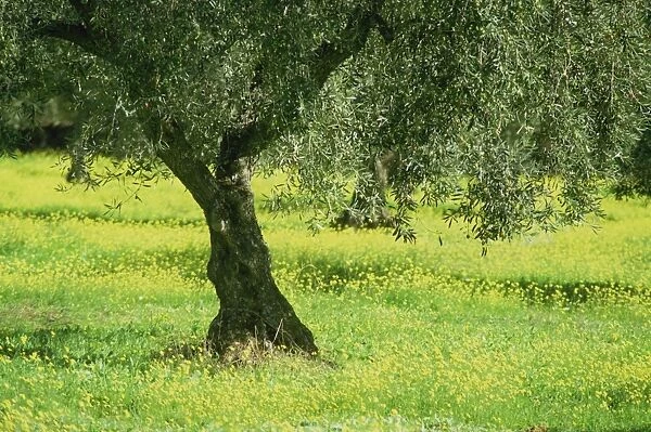 Landscape of olive tree and wild flowers near Trujillo