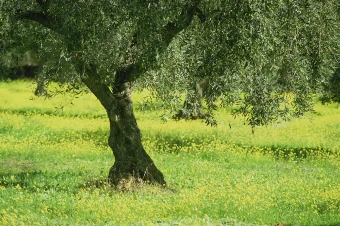 Framed Print : Landscape of olive tree and wild flowers near Trujillo Framed Print : Landscape of olive tree and wild flowers near Trujillo