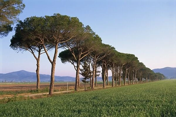 Landscape of parasol pines and cypress trees beside a green field