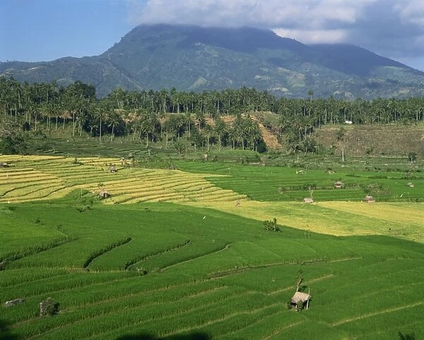 Landscape of rice terraces