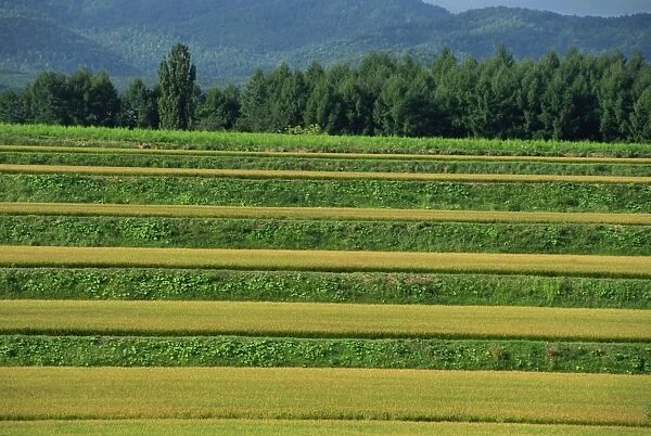 Landscape of rice terraces on the island of Hokkaido