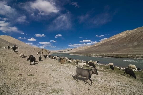 Landscape, river and herd of goats, Wakhan Valley, Tajikistan, Central Asia, Asia