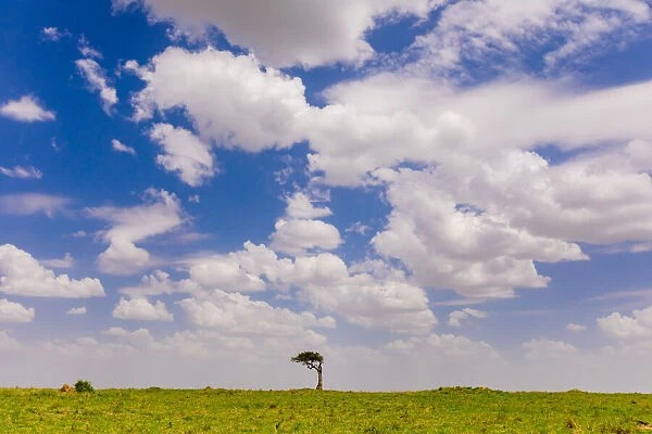 Landscape on Safari in the Msai Mara National Reserve, Kenya, East Africa, Africa