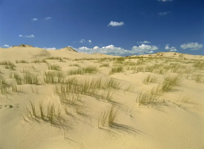 Framed Print : Landscape of sand and grass at Pointe de la Coubre near Royan in the Charente-Maritime