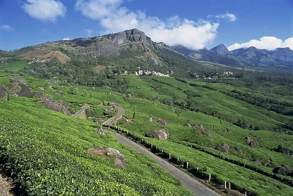 Landscape of tea gardens or plantations