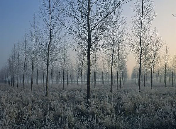 Landscape of trees in a plantation at dawn or dusk, in frost during winter