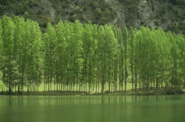 Landscape of trees and river in the Bidasoa Valley