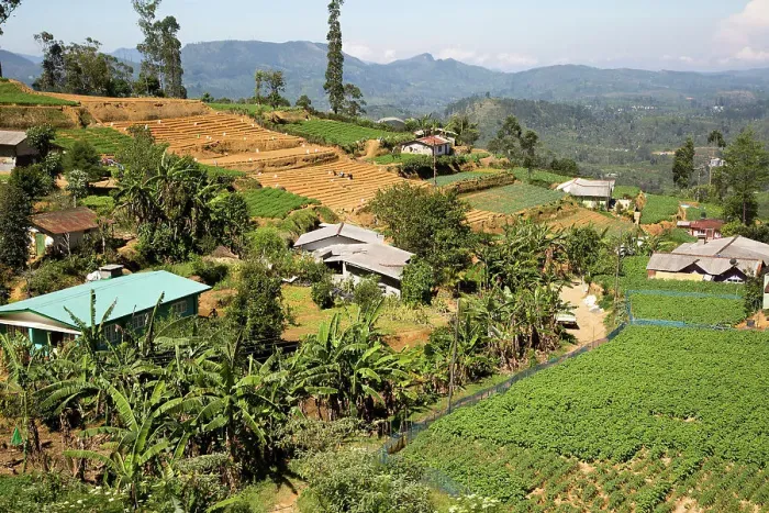 Framed Print : Landscape view of intensively cultivated valley sides, near Nuwara Eliya, Central Province, Sri Lanka, Asia Framed Print : Landscape view of intensively cultivated valley sides, near Nuwara Eliya, Central Province, Sri Lanka, Asia