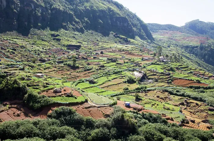 Framed Print : Landscape view of intensively cultivated valley sides, Ramboda, near Nuwara Eliya, Central Province, Sri Lanka, Asia Framed Print : Landscape view of intensively cultivated valley sides, Ramboda, near Nuwara Eliya, Central Province, Sri Lanka, Asia