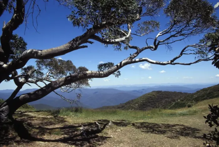 Framed Print : Landscape view of mountains of High Country from Razor Back through snow gum tree