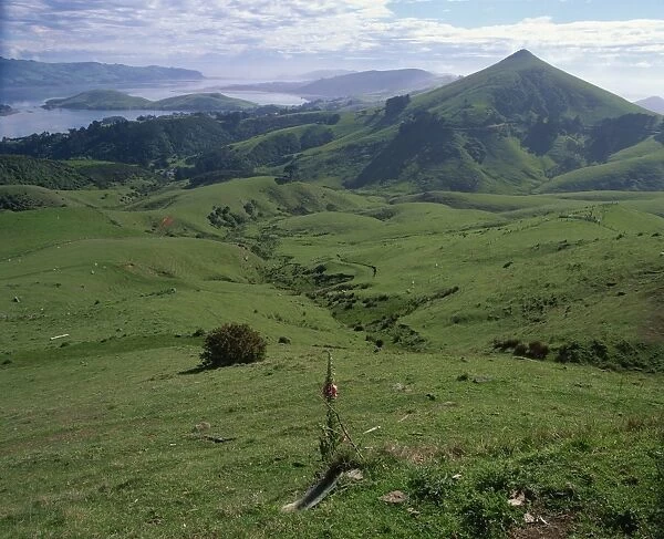 Landscape of volcanic hills looking to Taiaroa Head