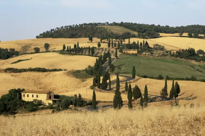 Framed Print : Landscape with winding road lined with cypress trees Framed Print : Landscape with winding road lined with cypress trees