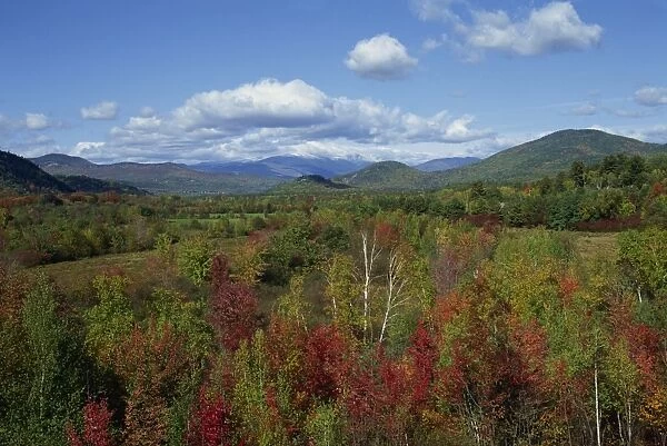 Landscape of woodland
