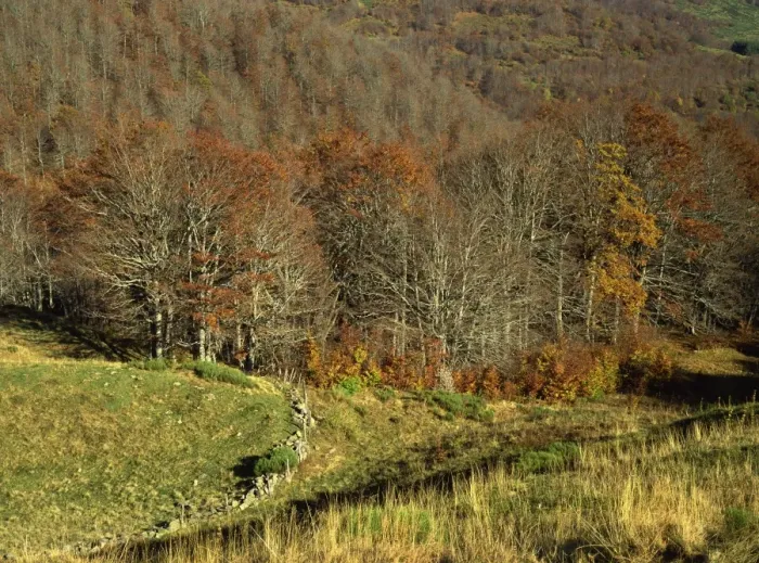 Framed Print : Landscape of woods in the autumn, near Salers, Cantal, in the Auvergne, France, Europe Framed Print : Landscape of woods in the autumn, near Salers, Cantal, in the Auvergne, France, Europe